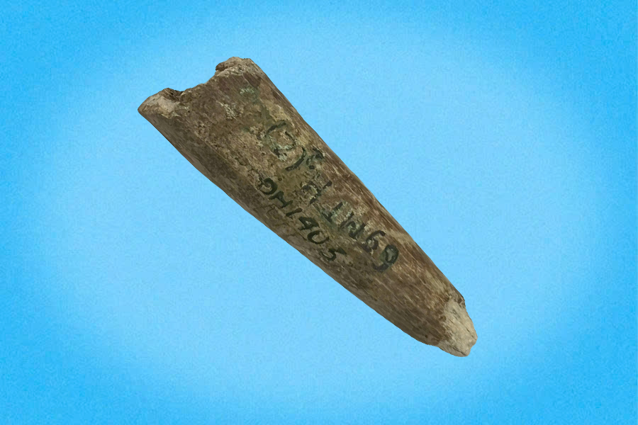 Mũi lao xương